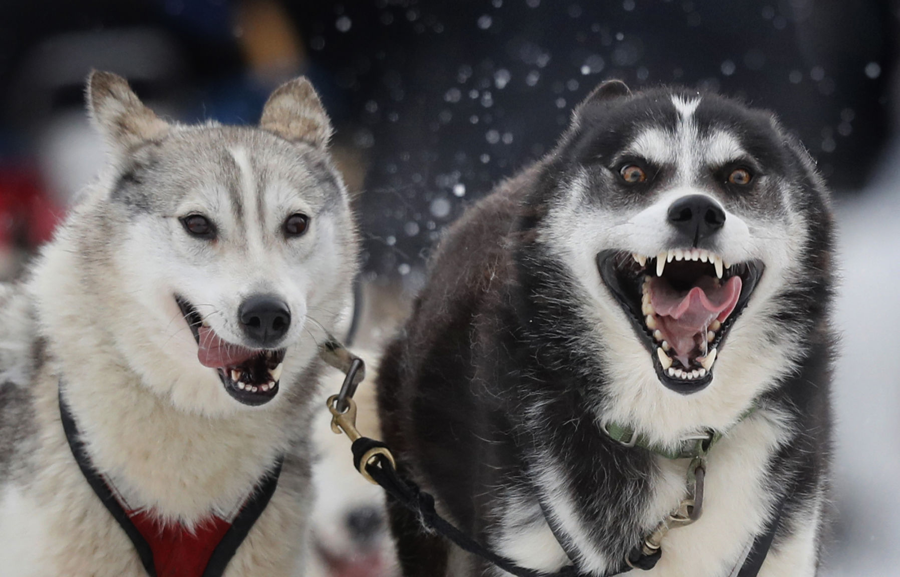 12. Siberian husky